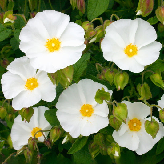 Cistus Corbariensis