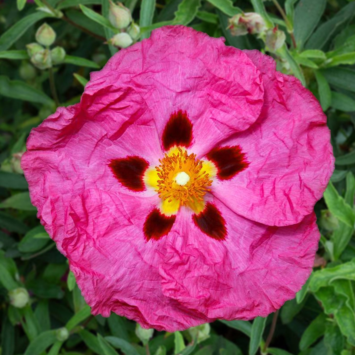 Cistus Purpureus