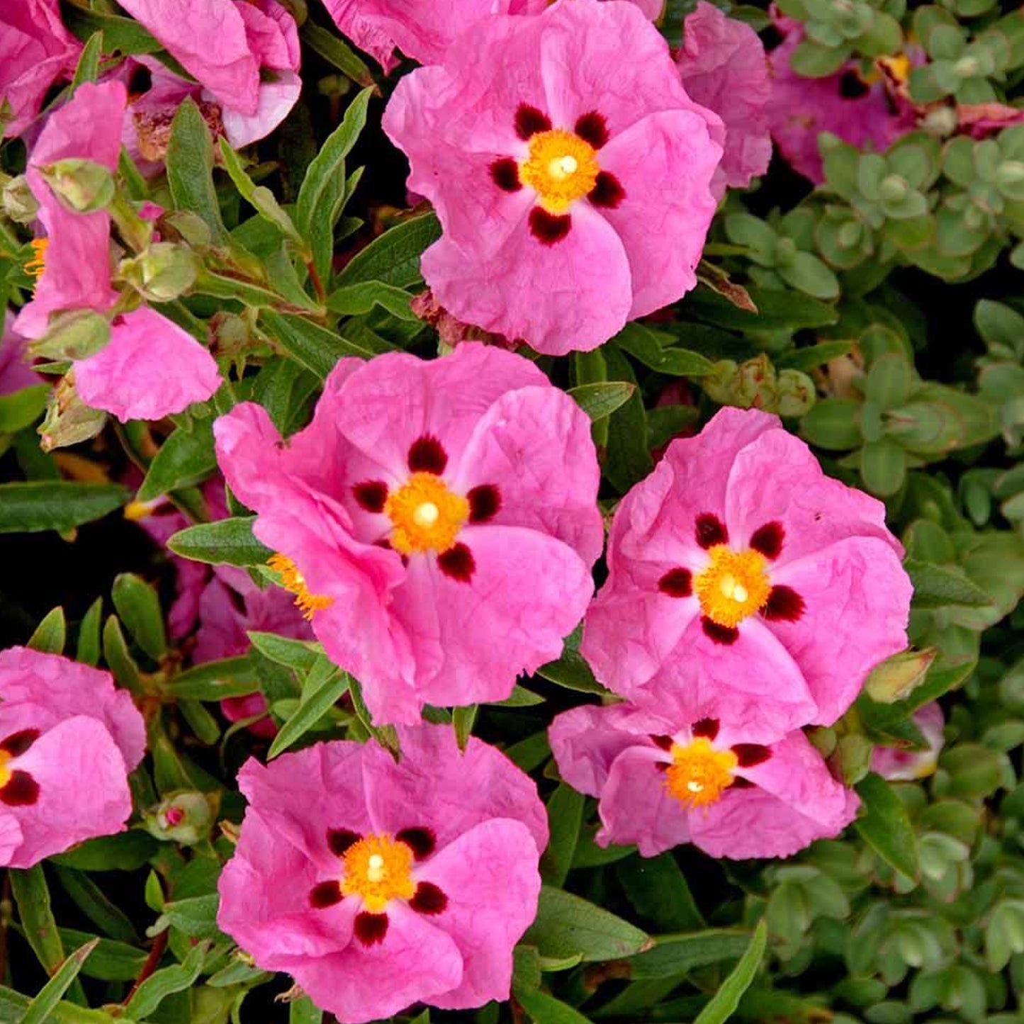 Cistus Purpureus