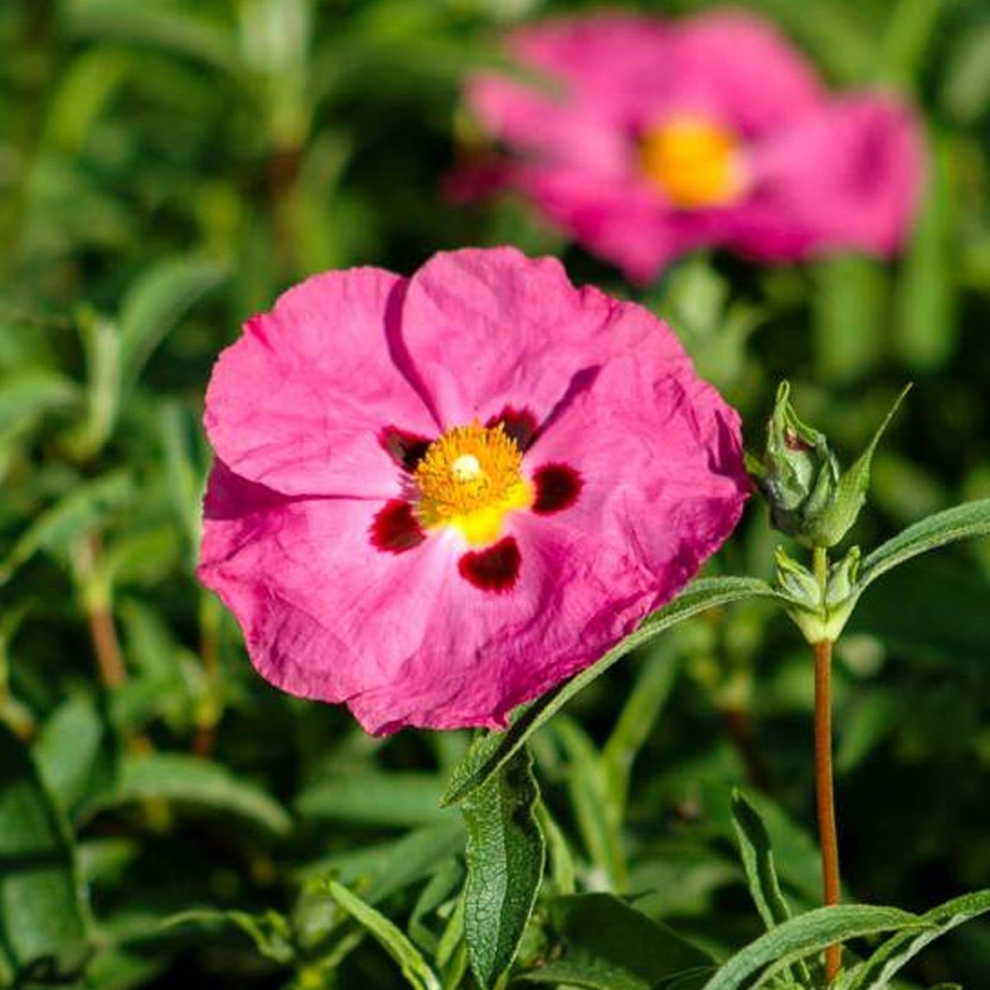 Cistus Purpureus