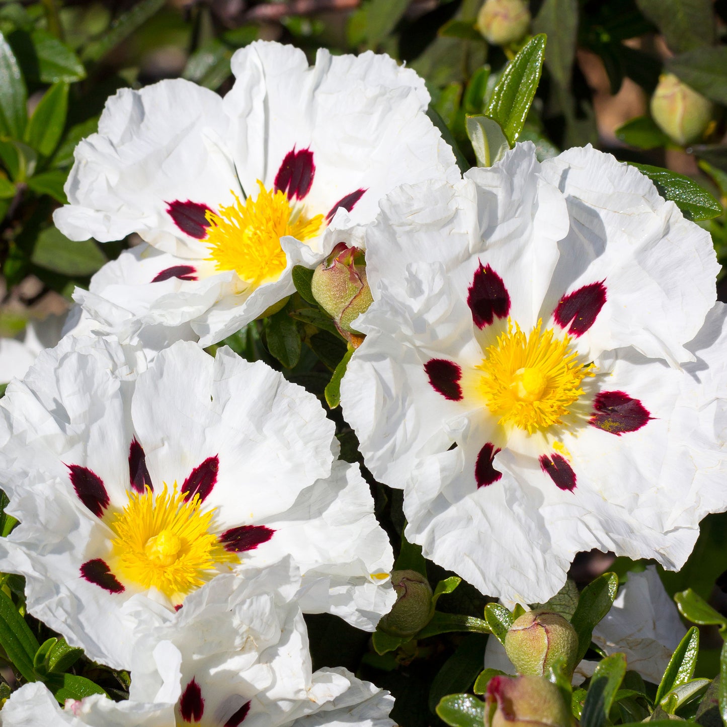 Cistus Alan Fradd