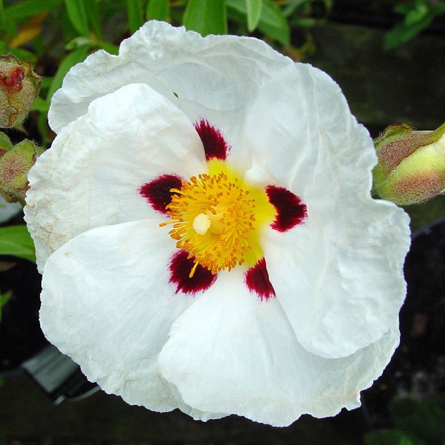 Cistus Alan Fradd