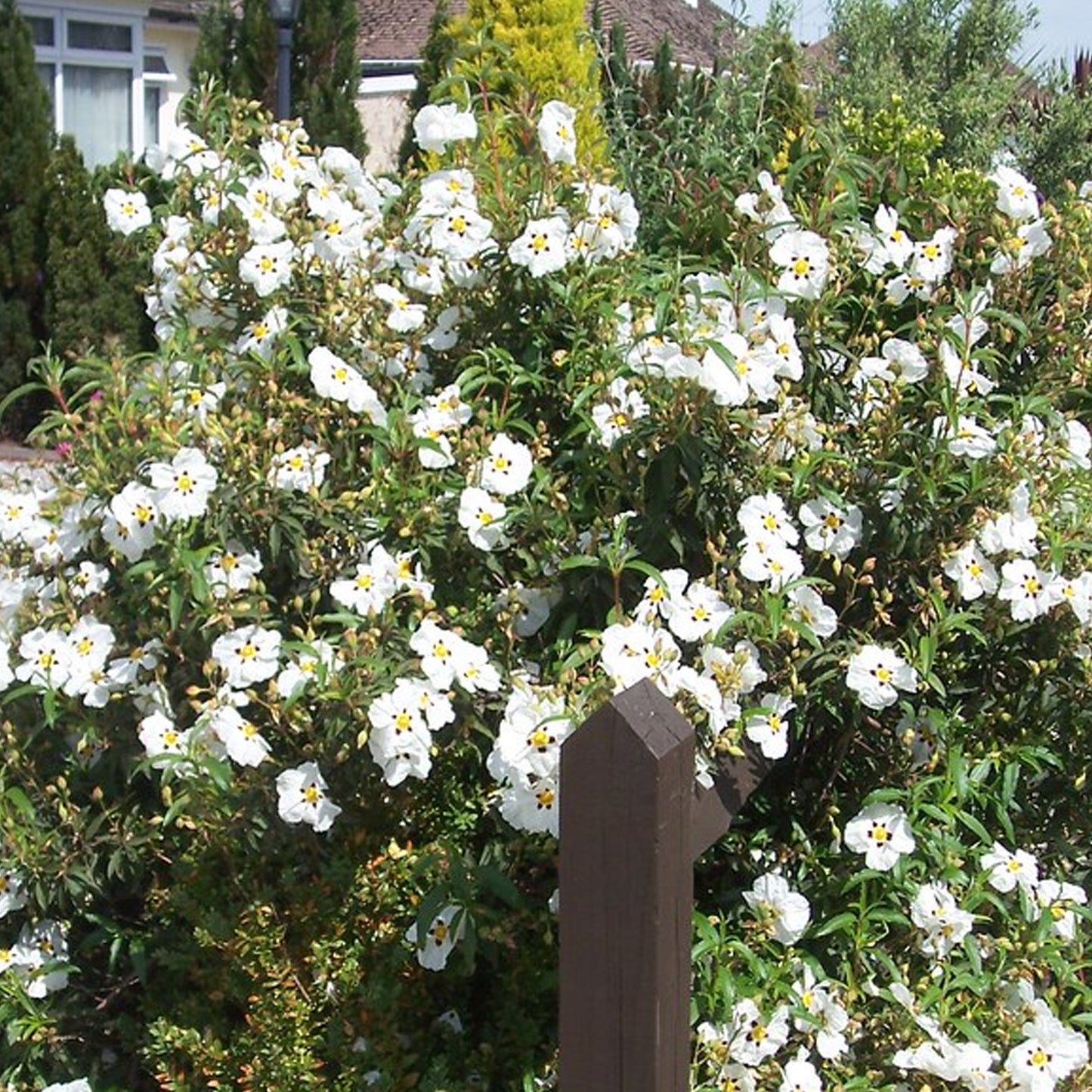 Cistus Alan Fradd