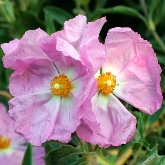 Cistus Silver Pink