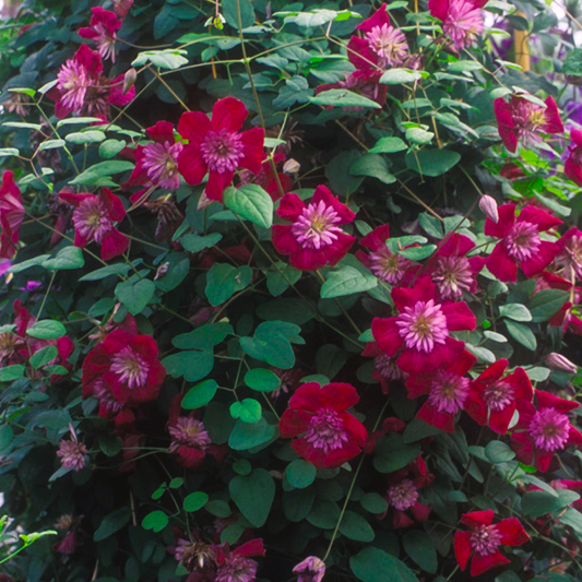 Clematis Avant garde