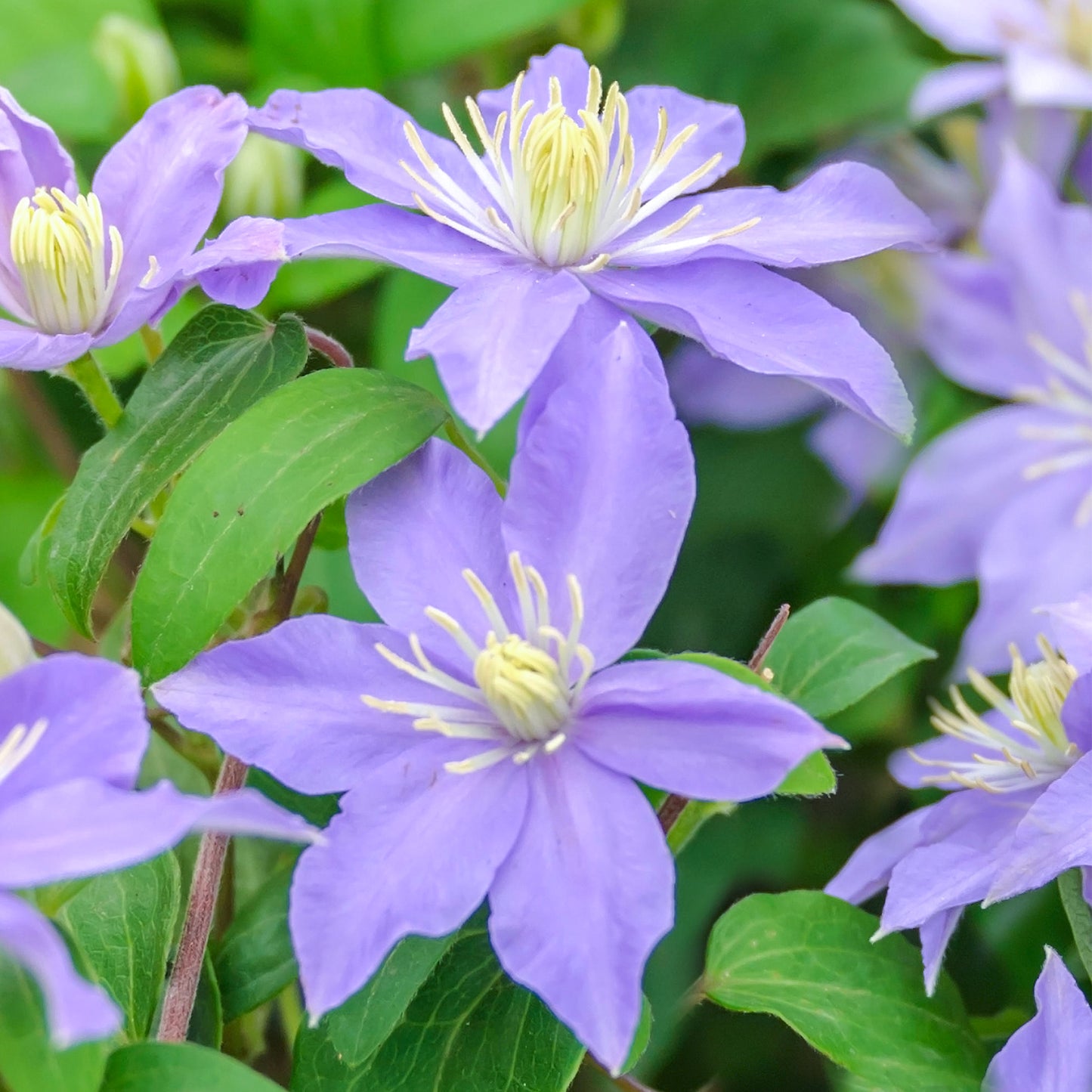 Clematis Justa