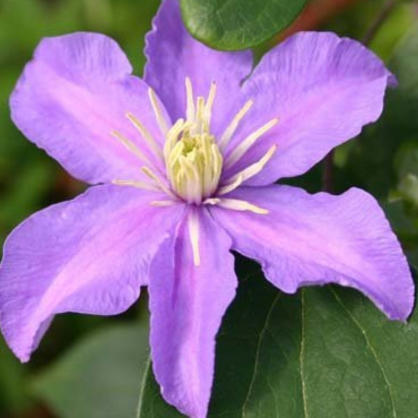 Clematis Justa