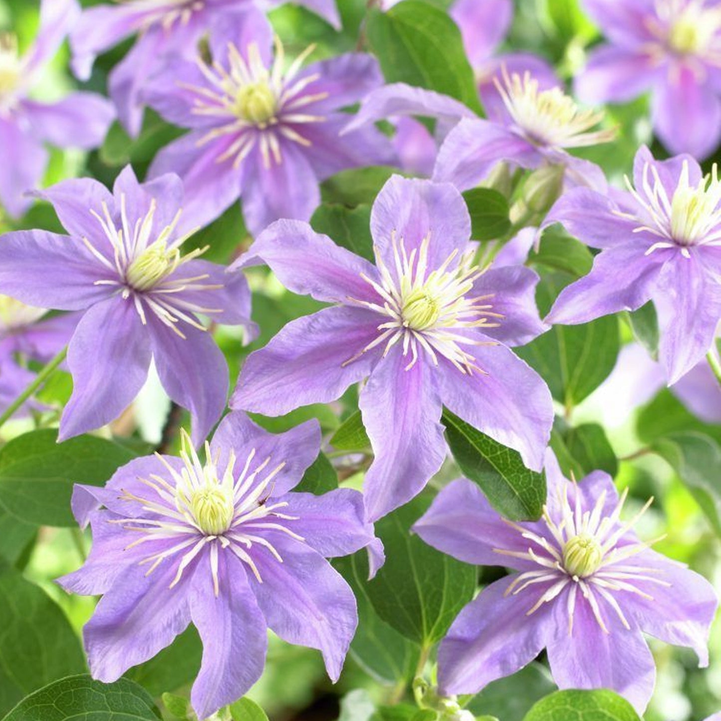 Clematis Justa