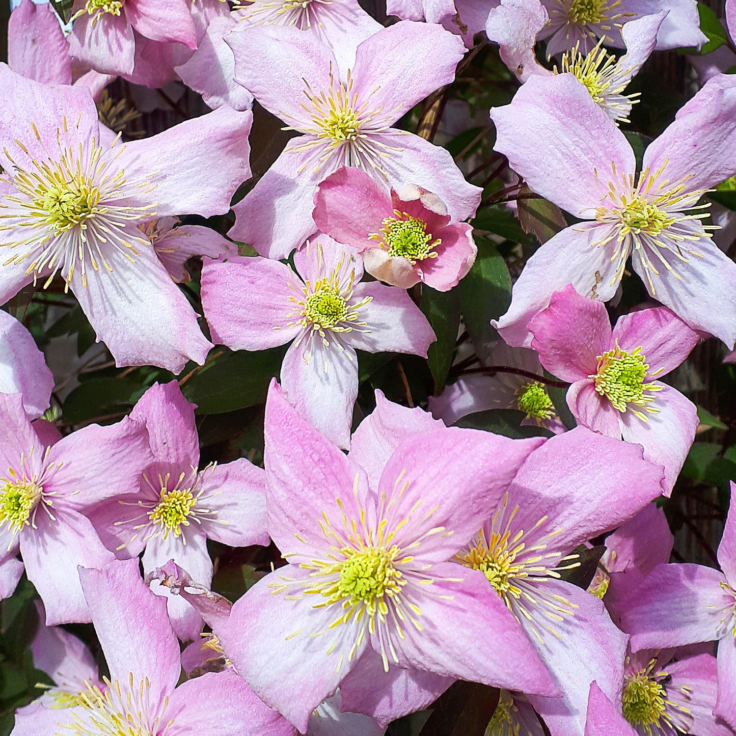 Clematis Fragrant Spring