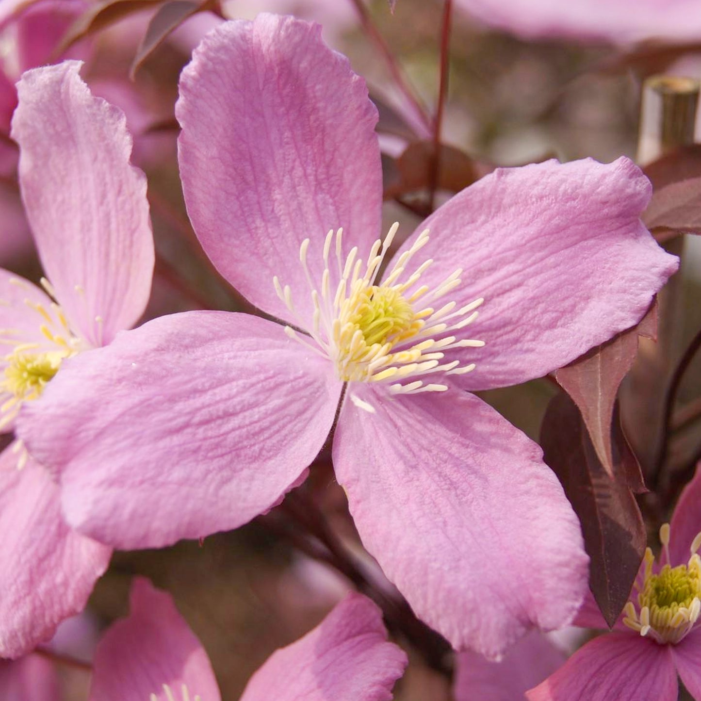 Clematis Fragrant Spring