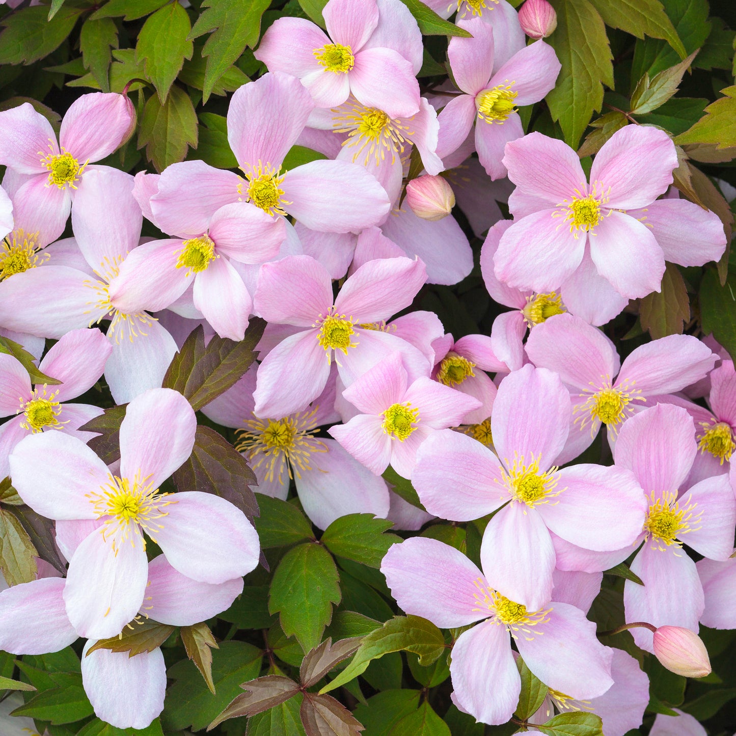 Clematis Rubens