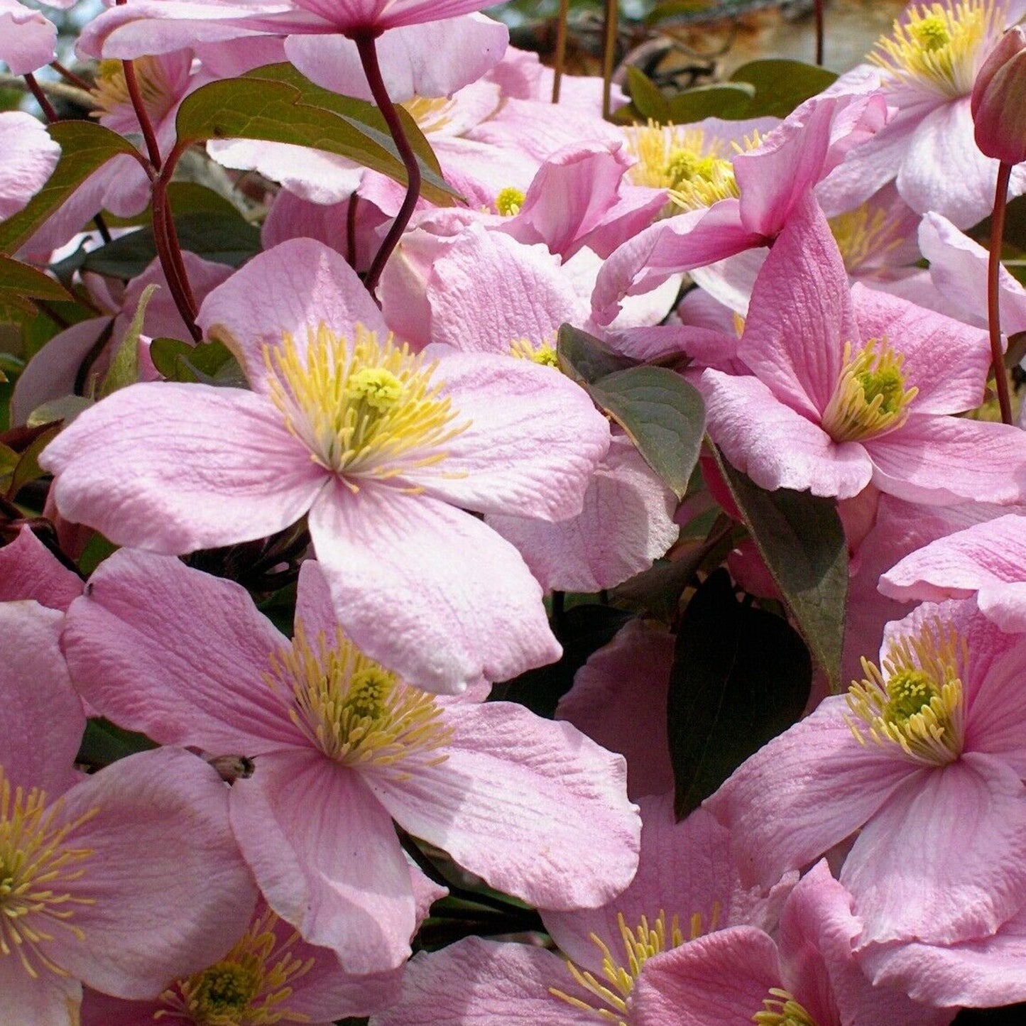 Clematis Rubens