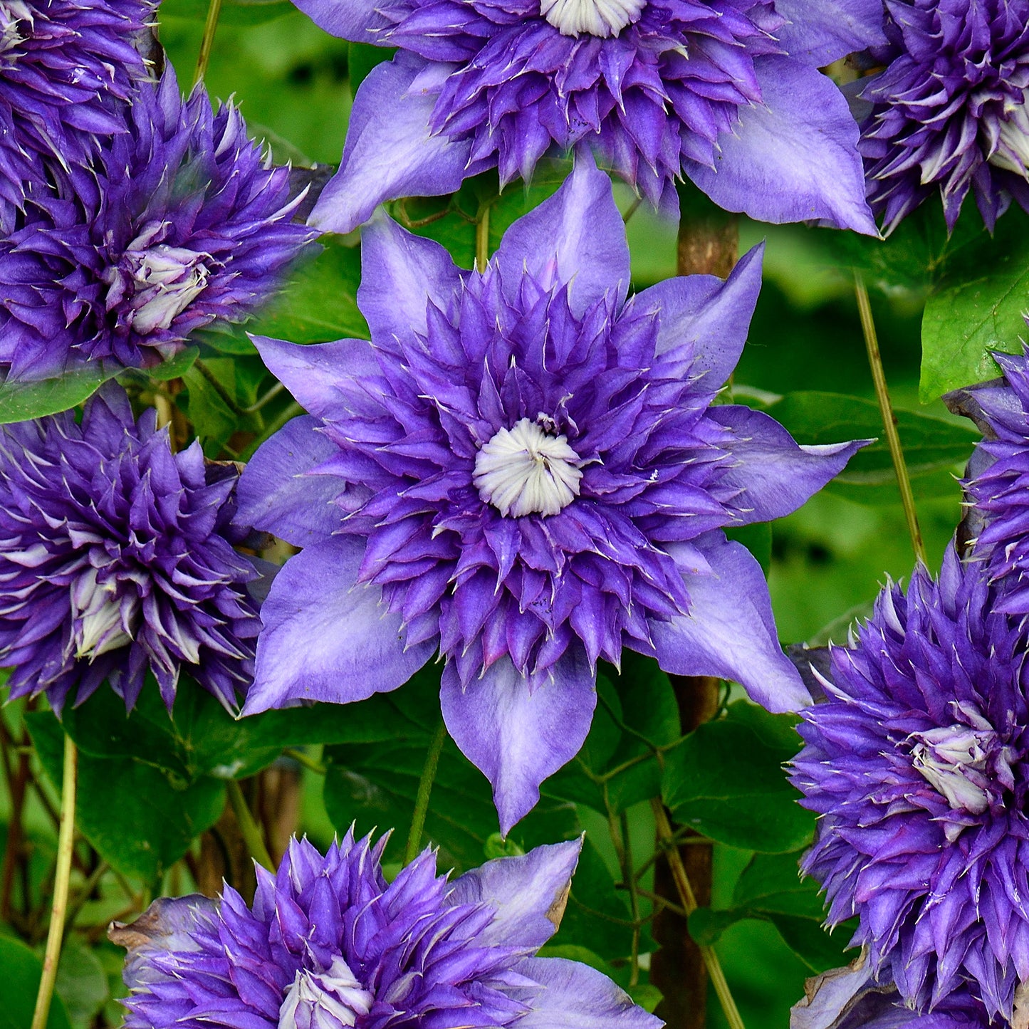 Clematis Multiblue