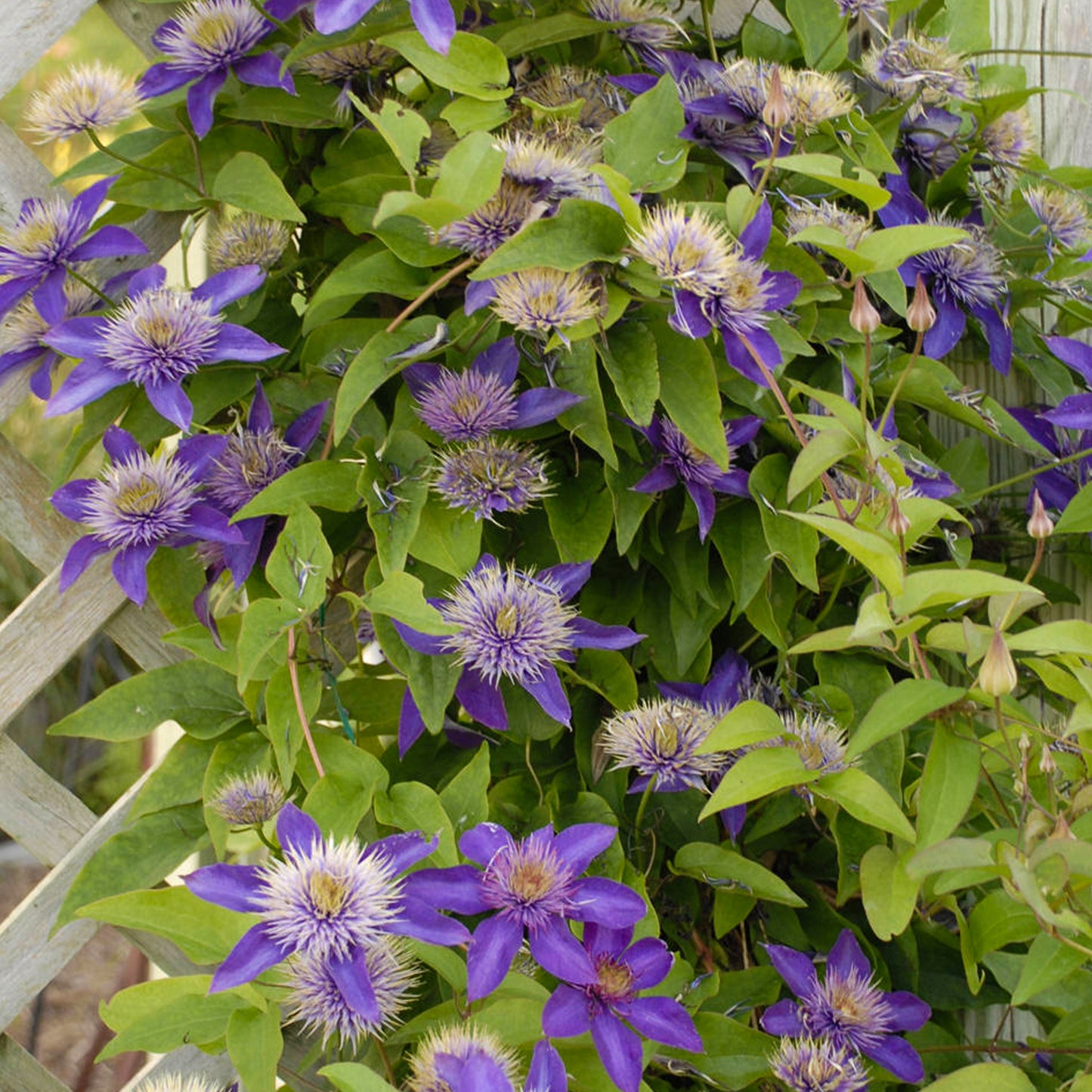 Clematis Multiblue