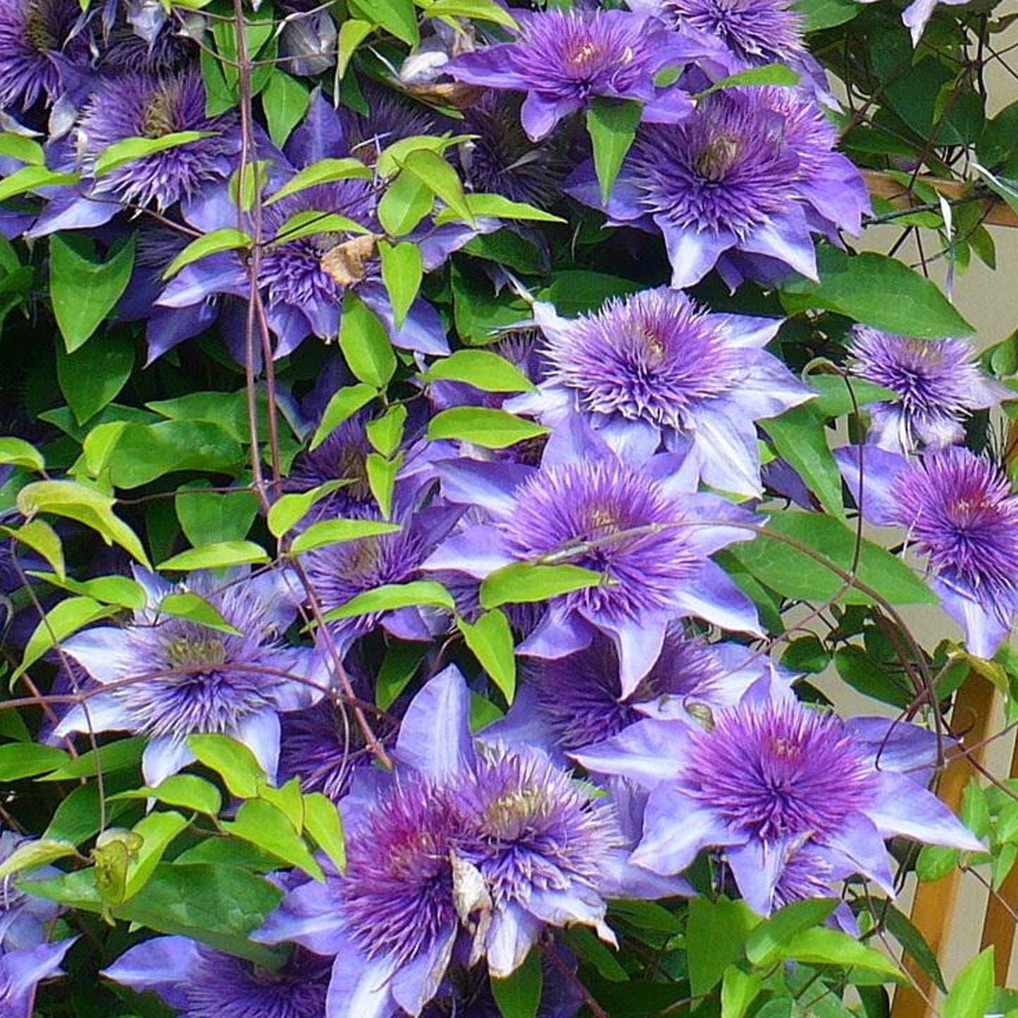 Clematis Multiblue