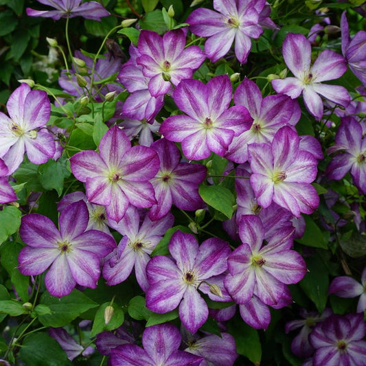 Clematis Pernille