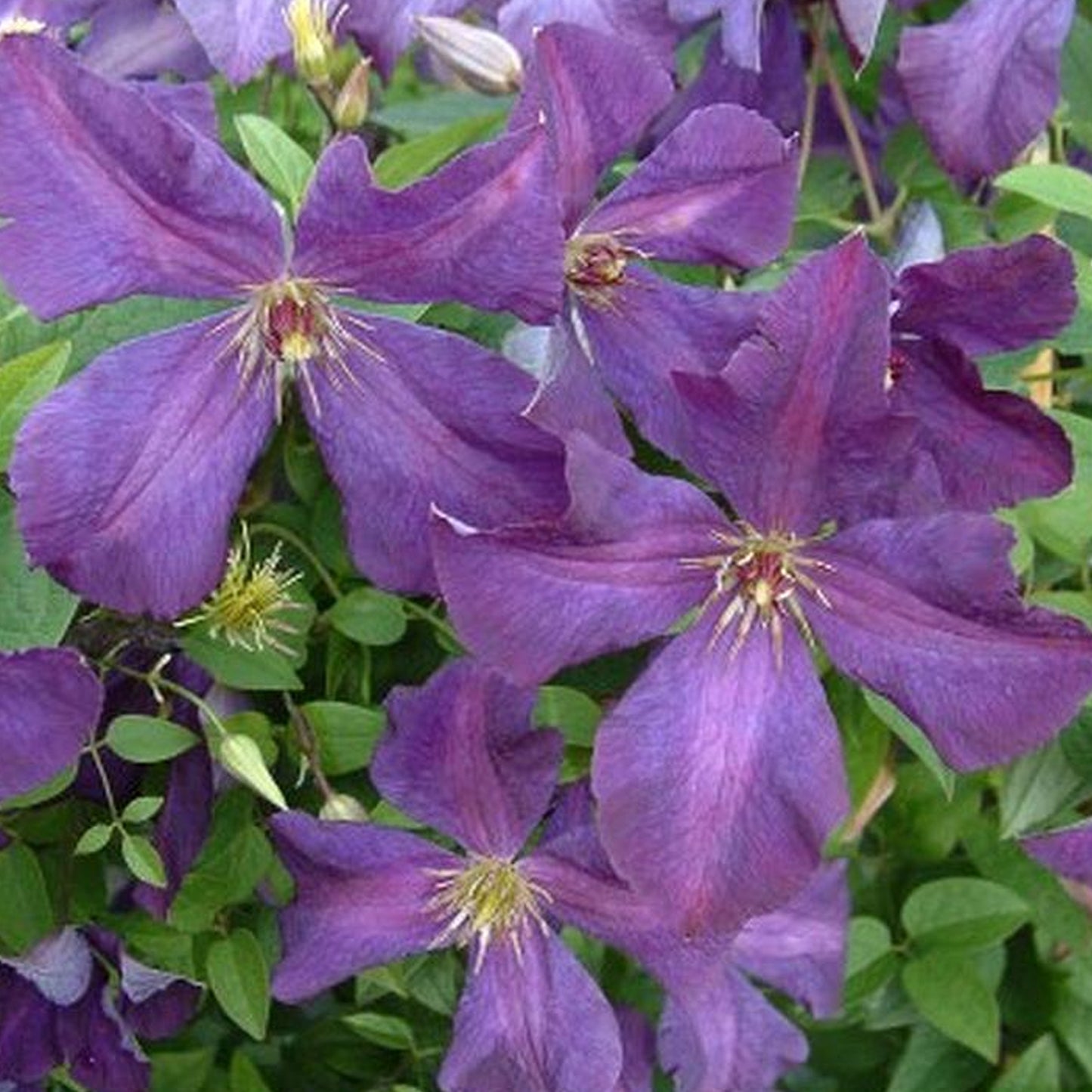 Clematis Polish Spirit