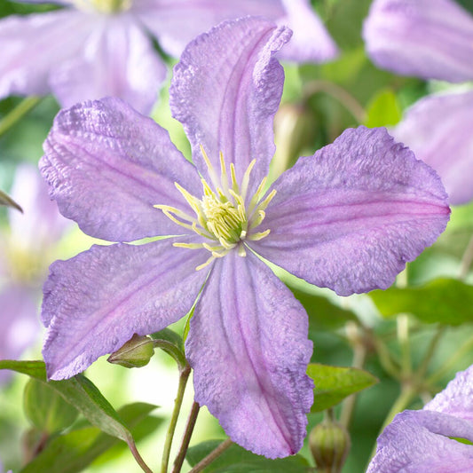 Clematis Prince Charles
