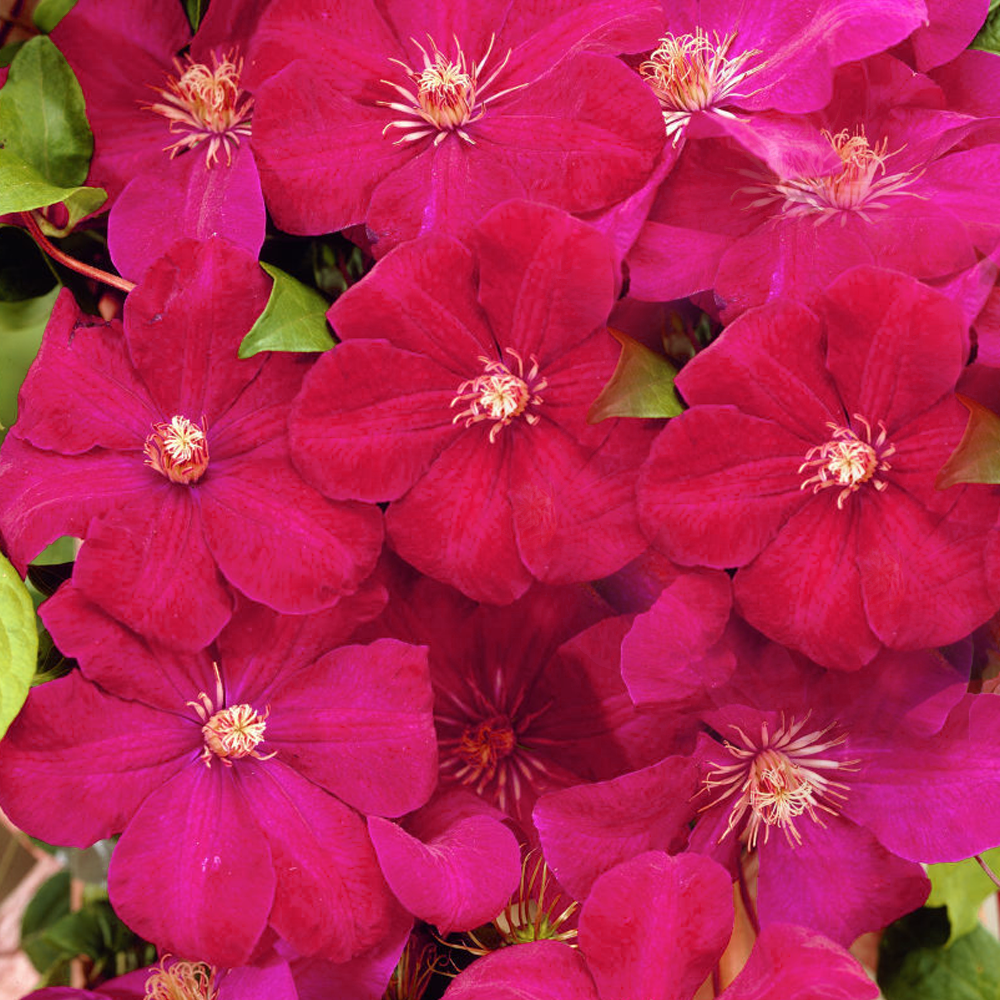 Clematis Rouge Cardinal (9cm)