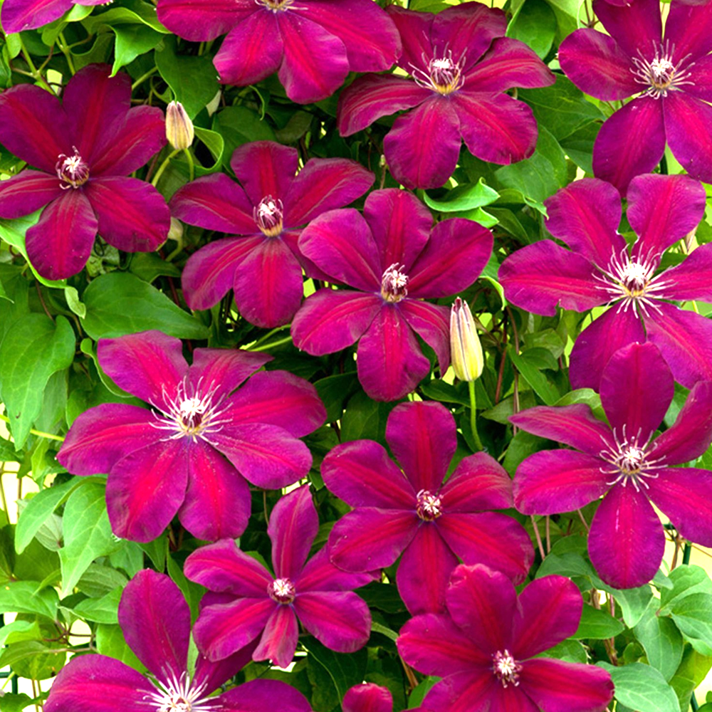 Clematis Rouge Cardinal (9cm)