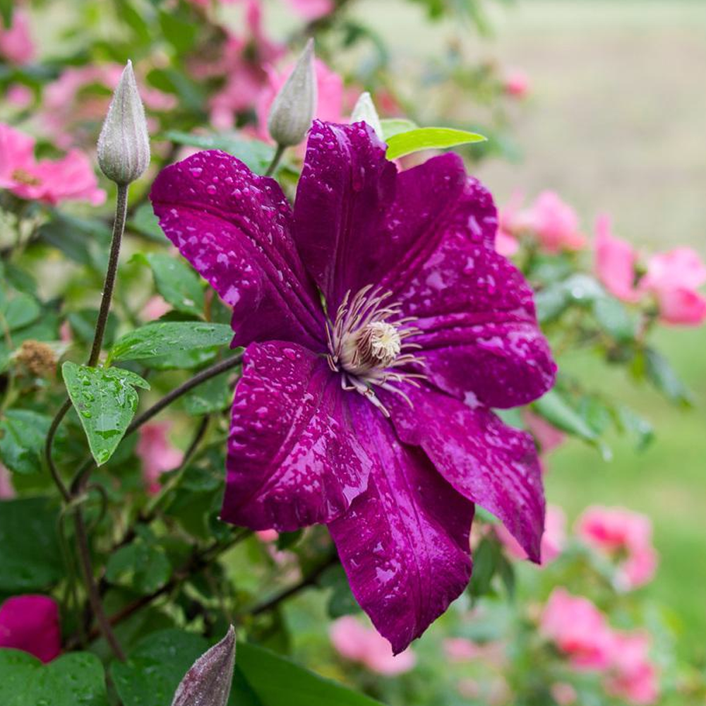 Clematis Rouge Cardinal (9cm)
