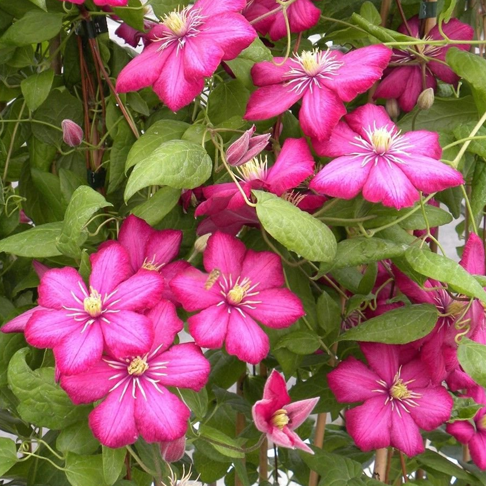 Clematis Rouge Cardinal (9cm)