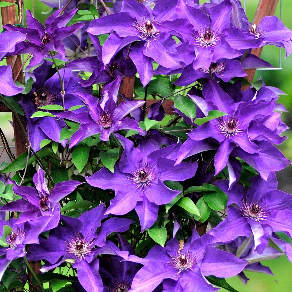 Clematis The President (9cm)
