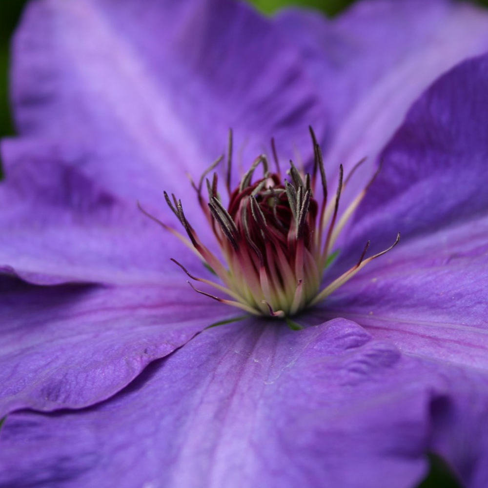 Clematis The President (9cm)