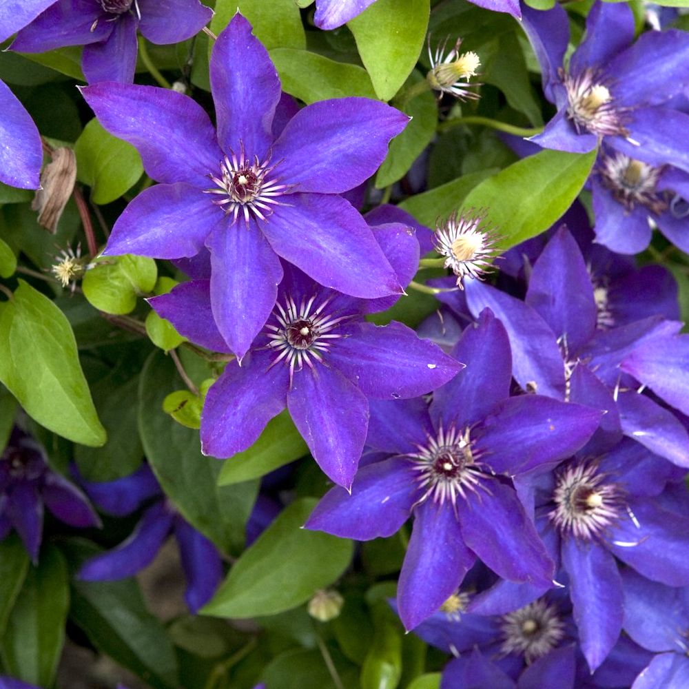 Clematis The President (9cm)