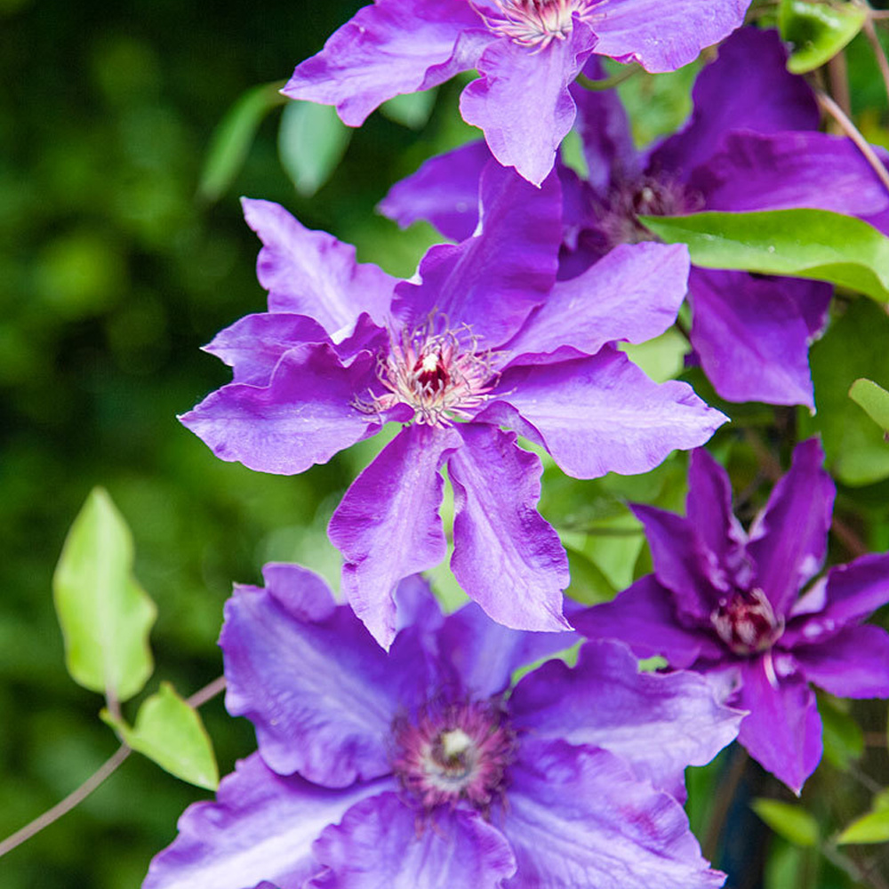 Clematis The President (9cm)