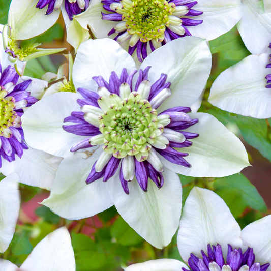 Clematis Viennetta