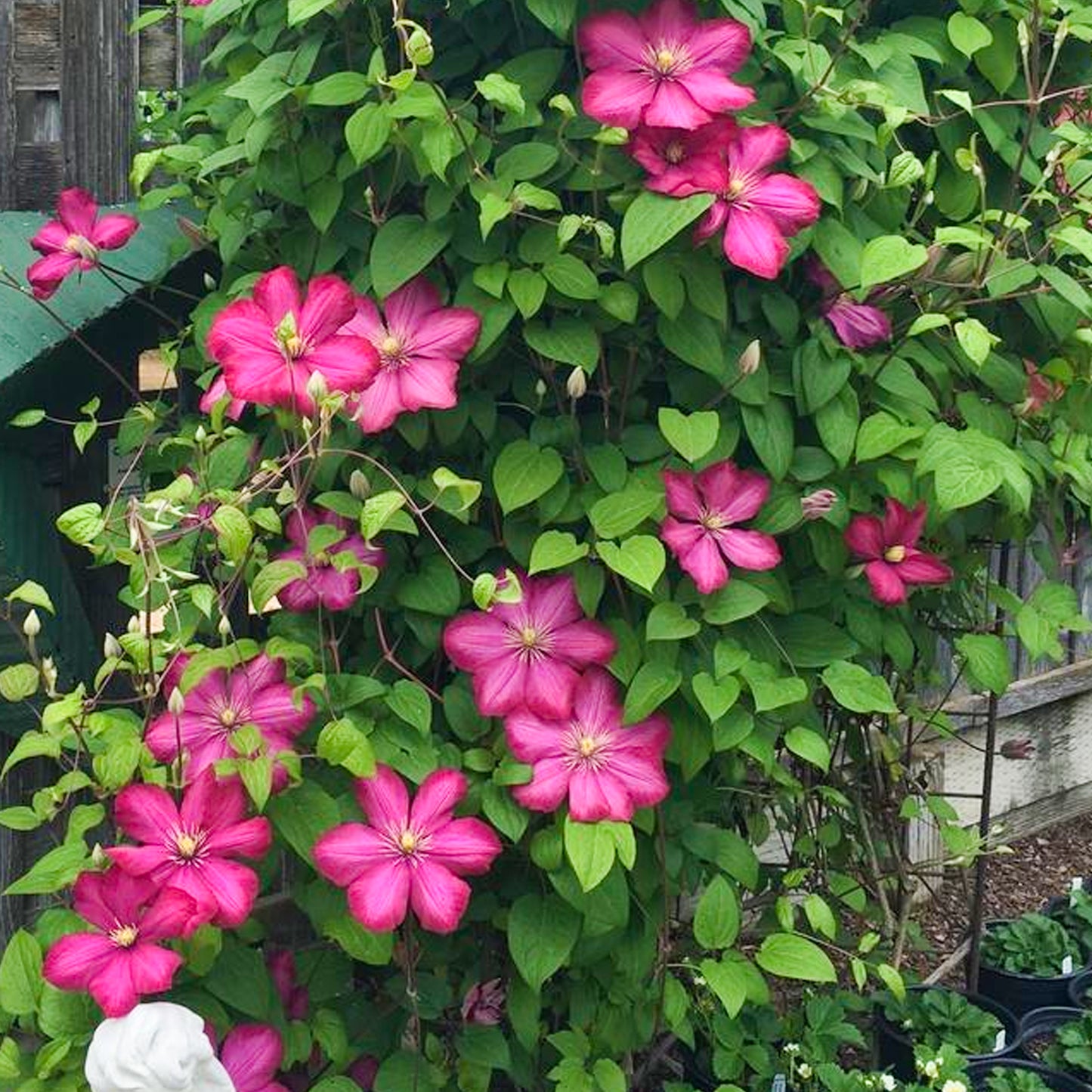 Clematis patens 'Ville de Lyon' - Bosrank Online Kopen Clematis patens 'Ville de Lyon' - Bosrank Online Kopen