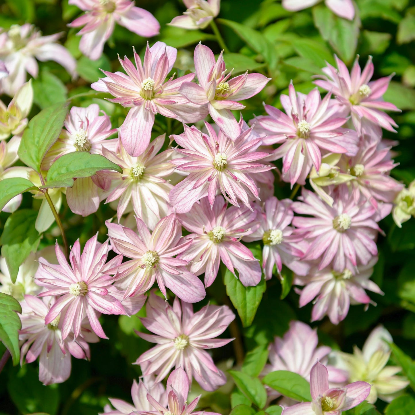 Clematis Marjorie