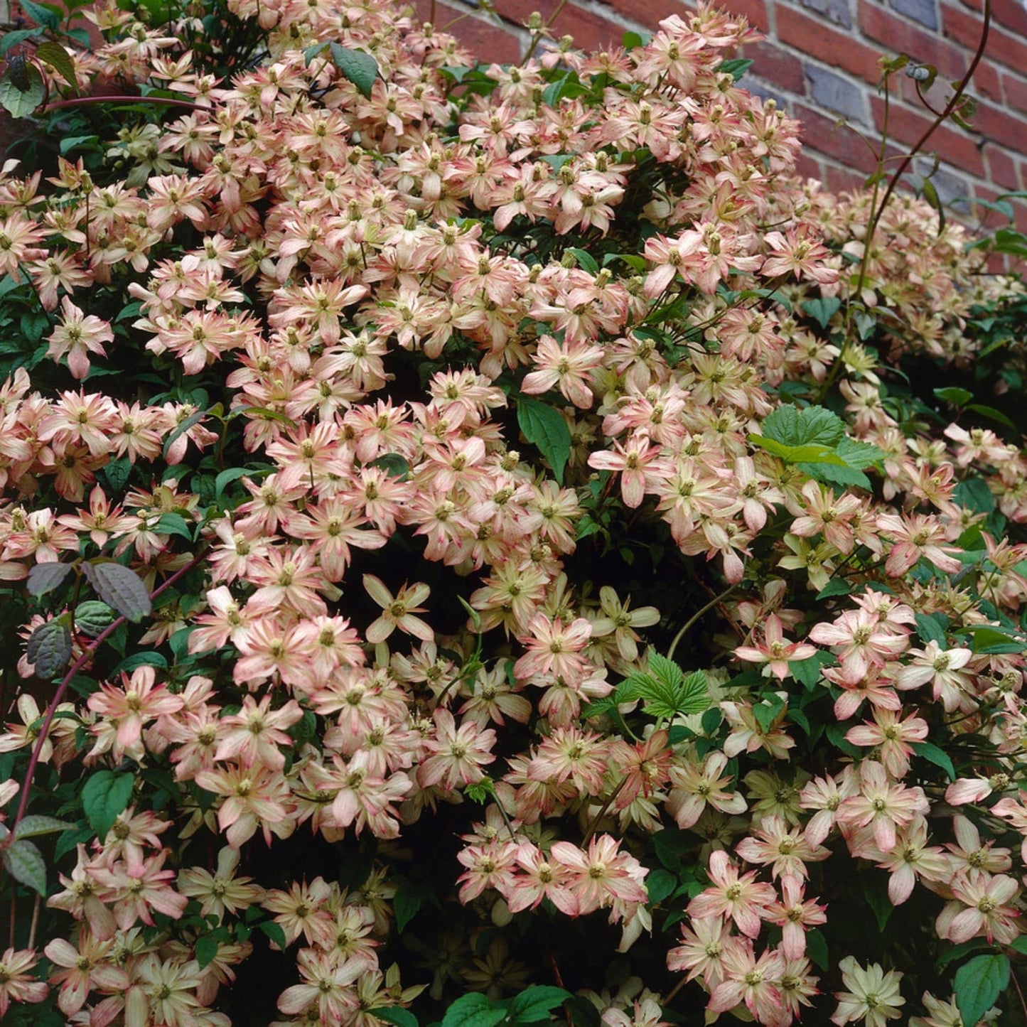 Clematis Marjorie