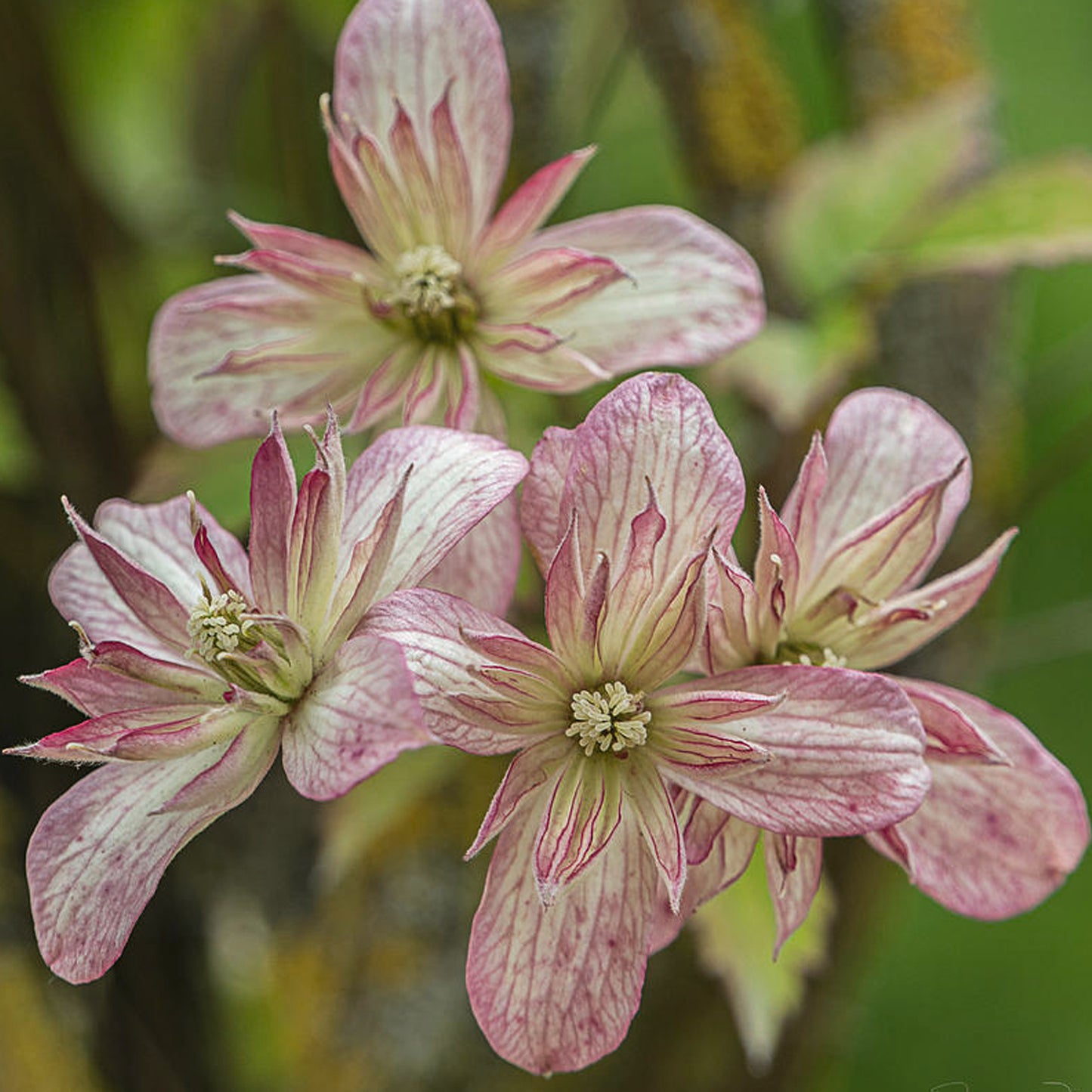 Clematis Marjorie