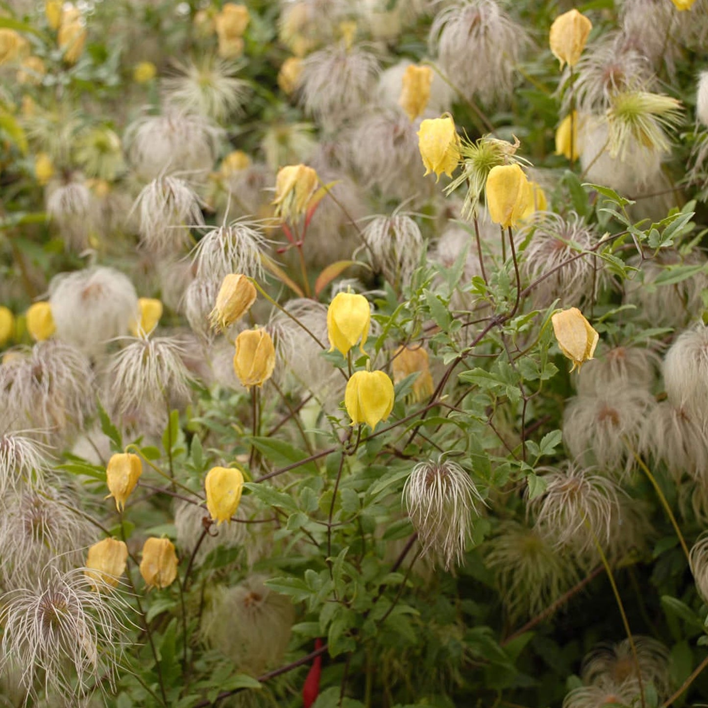 Clematis Tangutica