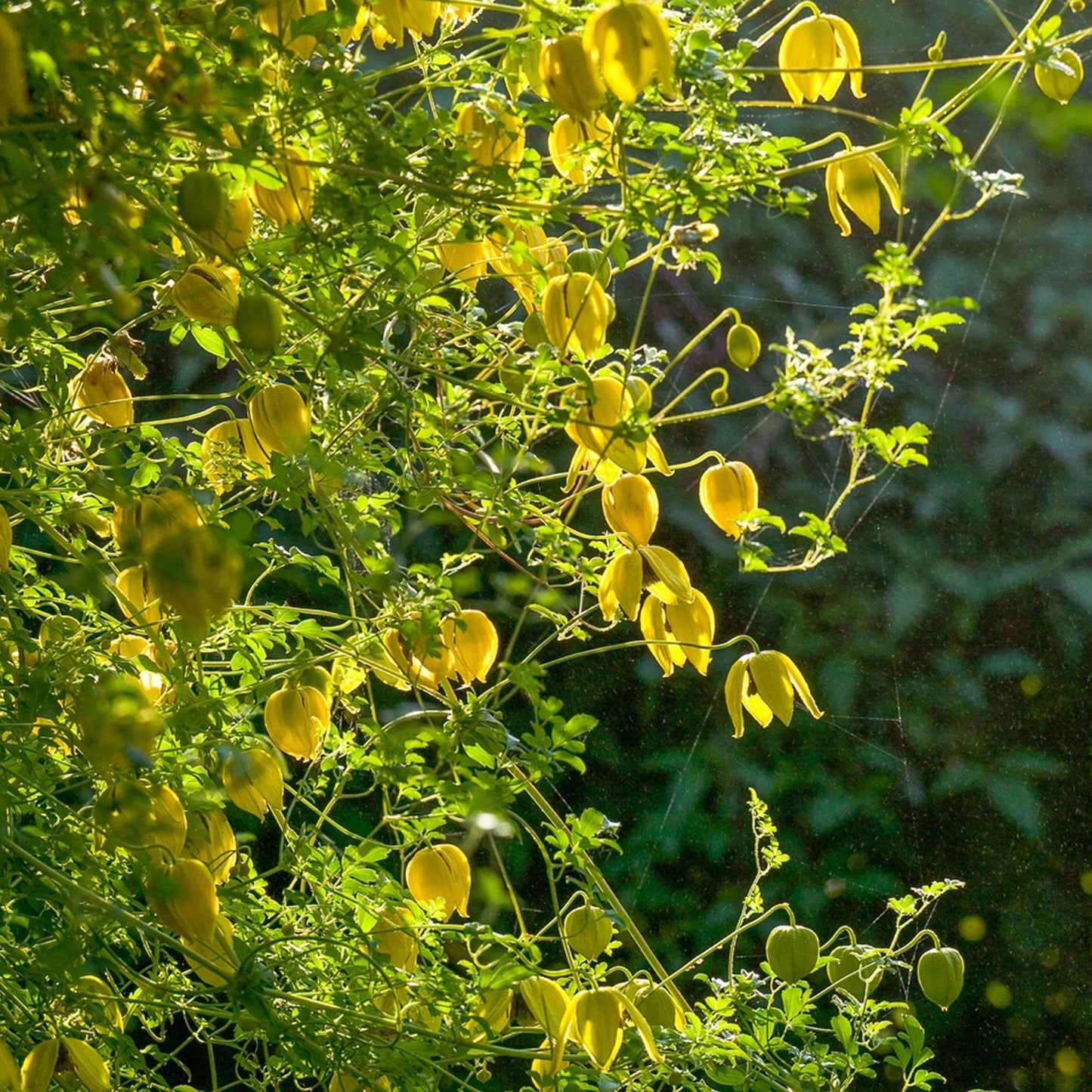 Clematis Tangutica