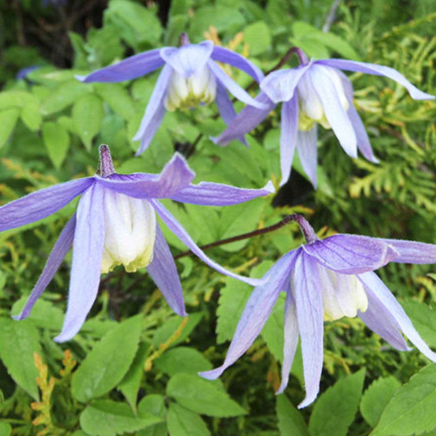 Clematis Alpina