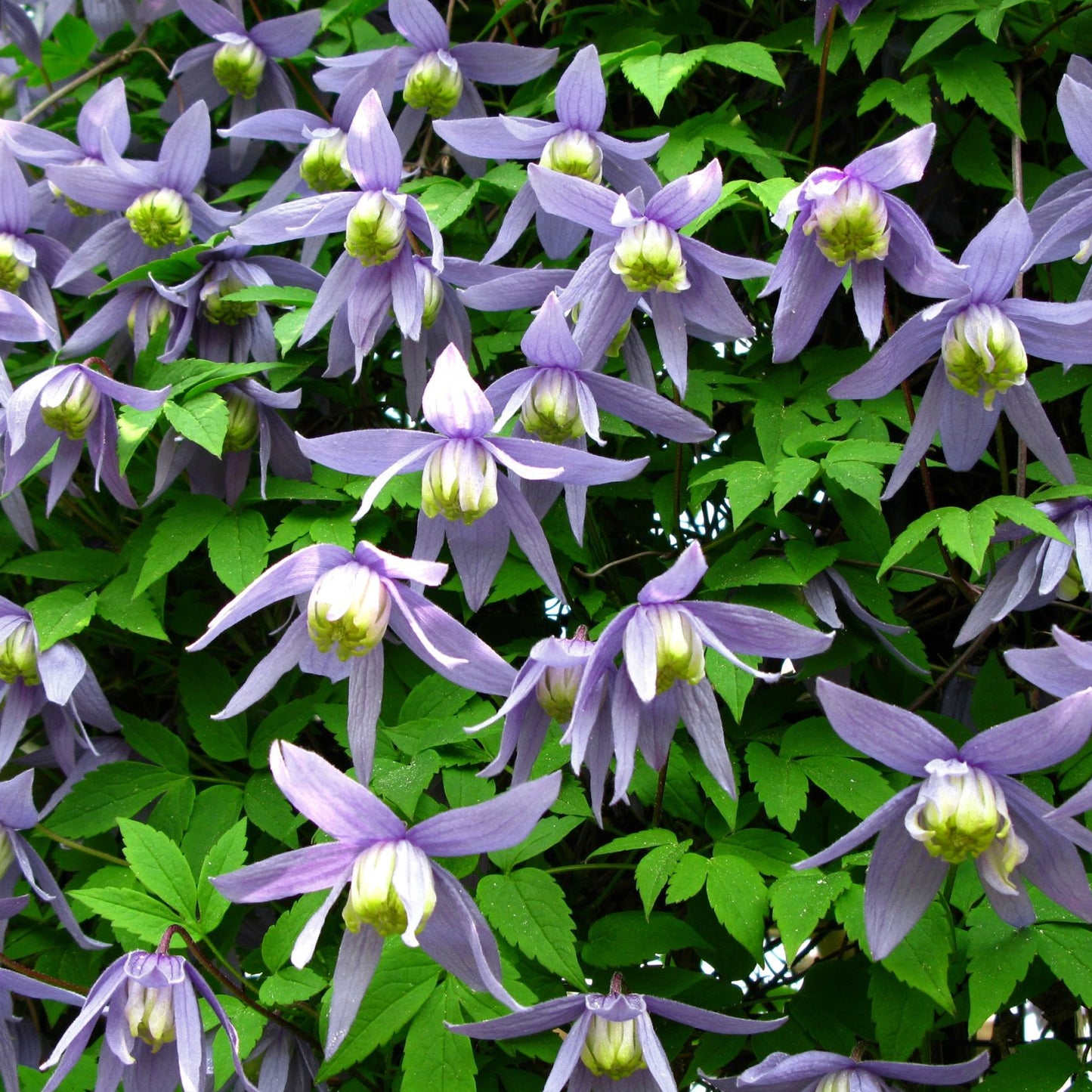 Clematis Alpina