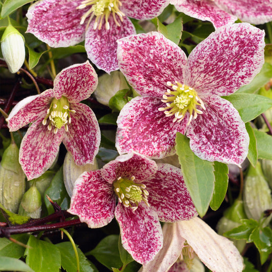 Clematis Freckles
