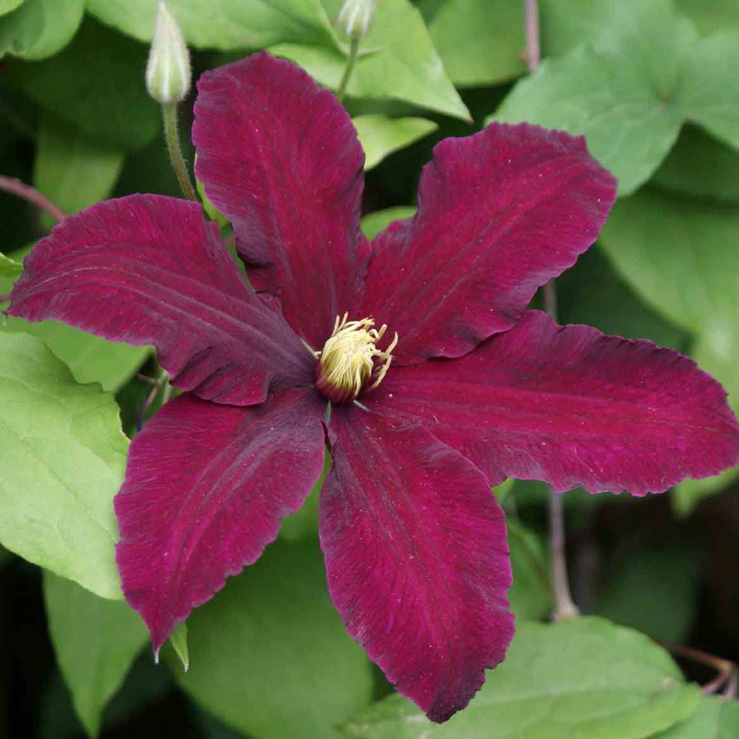 Clematis Niobe