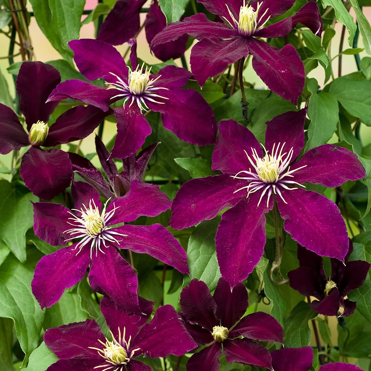 Clematis Niobe