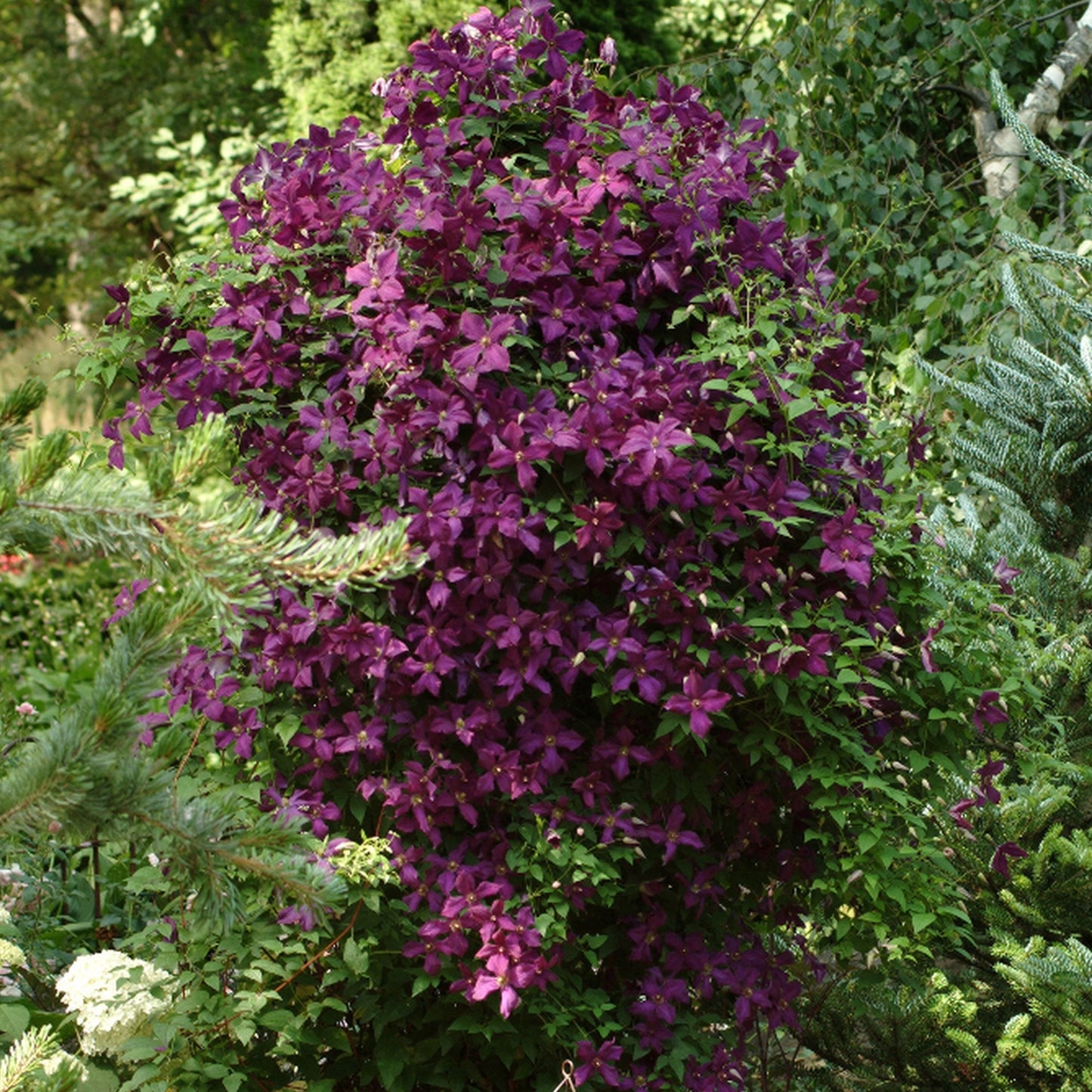 Clematis Niobe