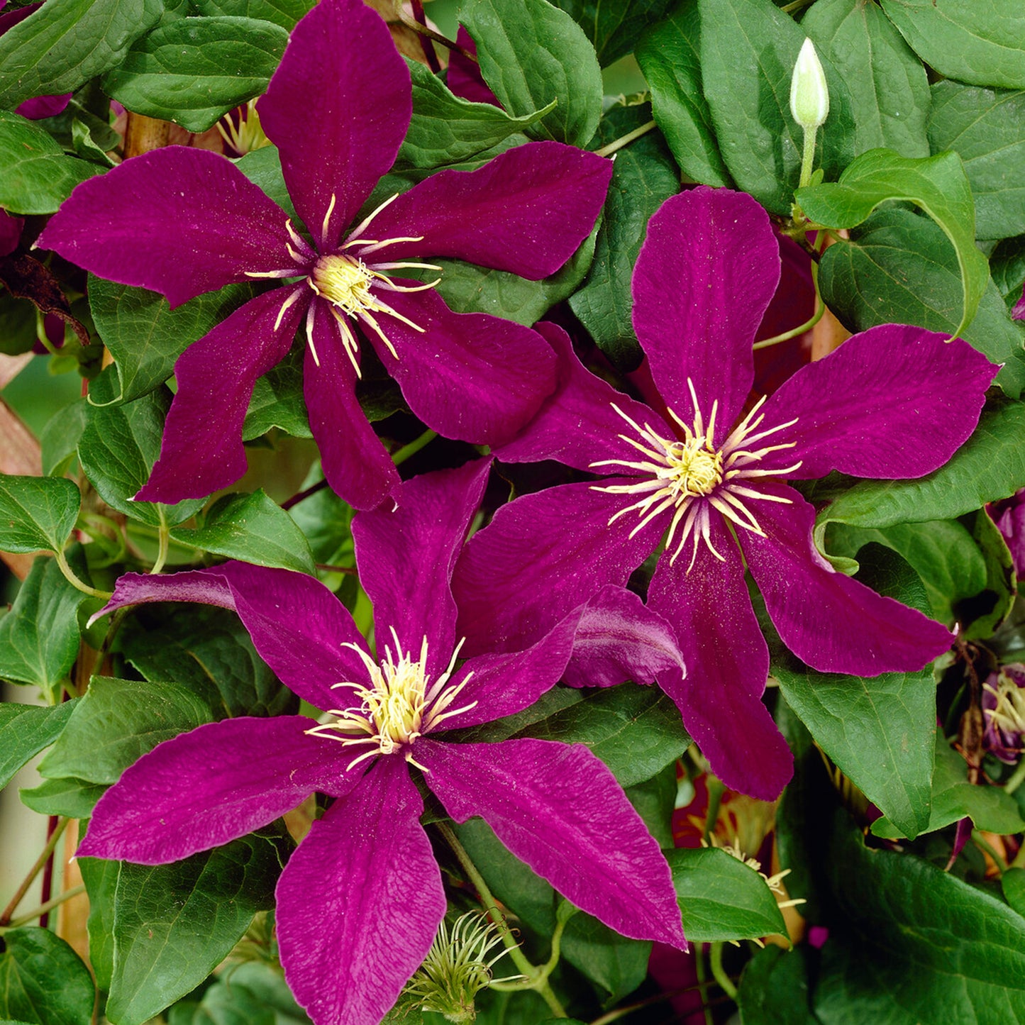 Clematis Niobe