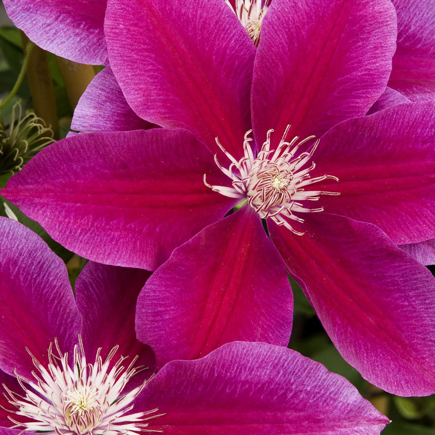 Clematis Ruby