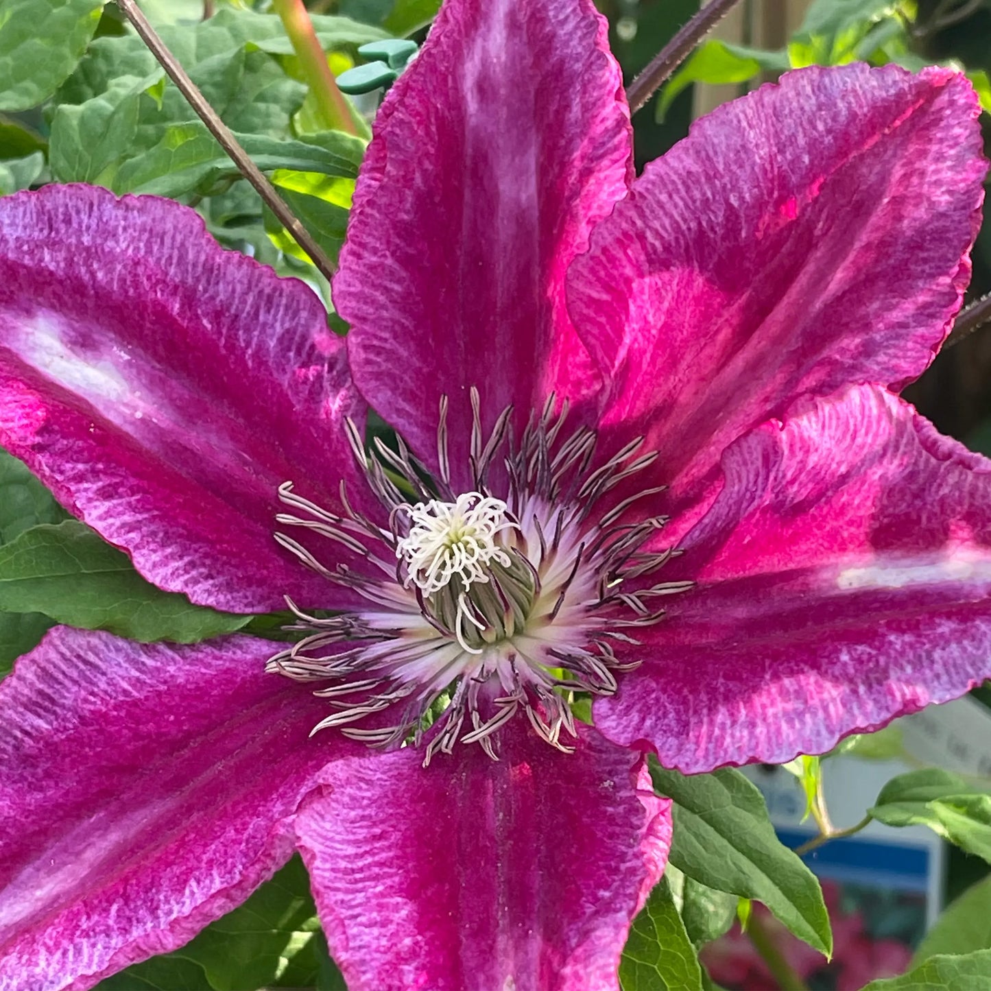 Clematis Ruby