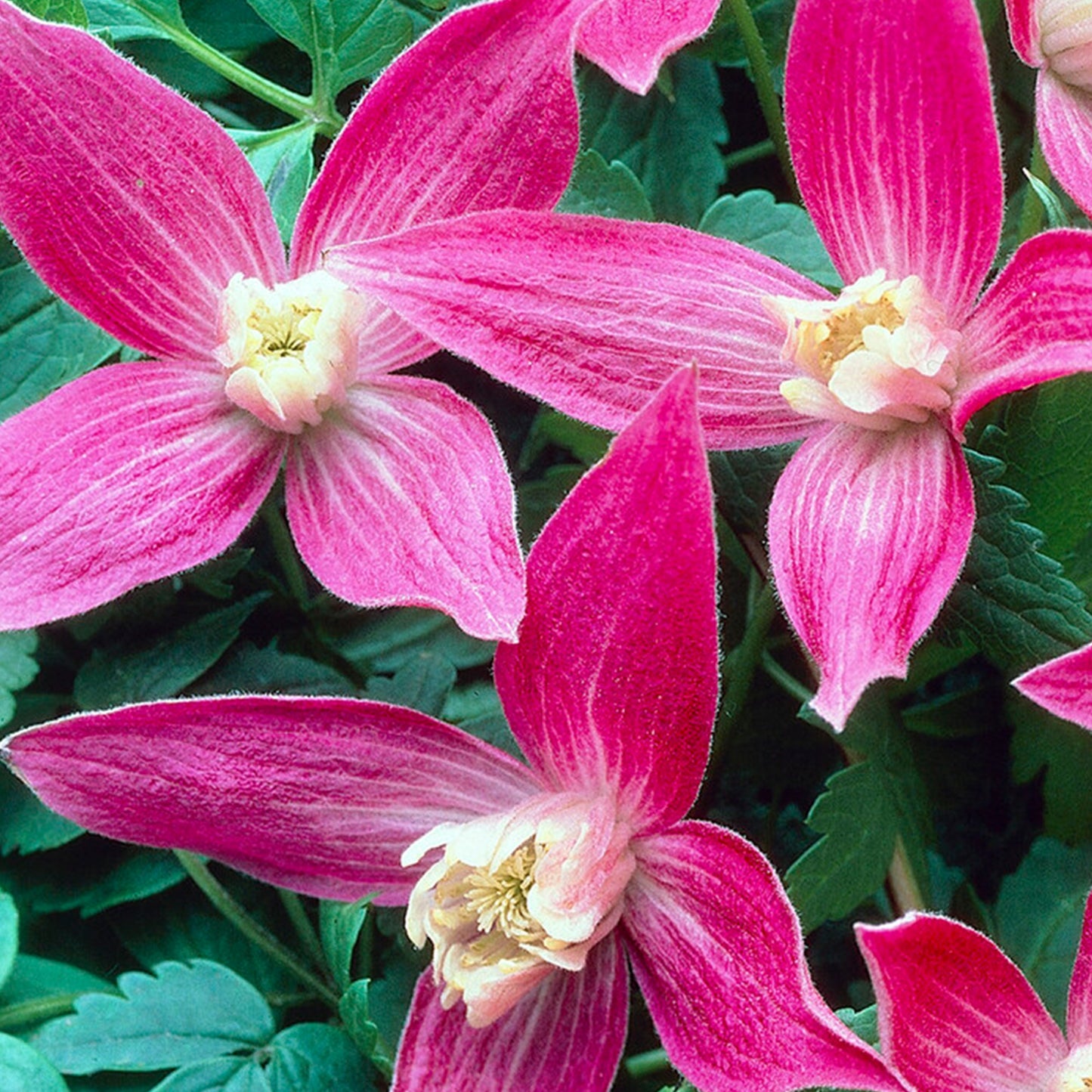 Clematis Ruby