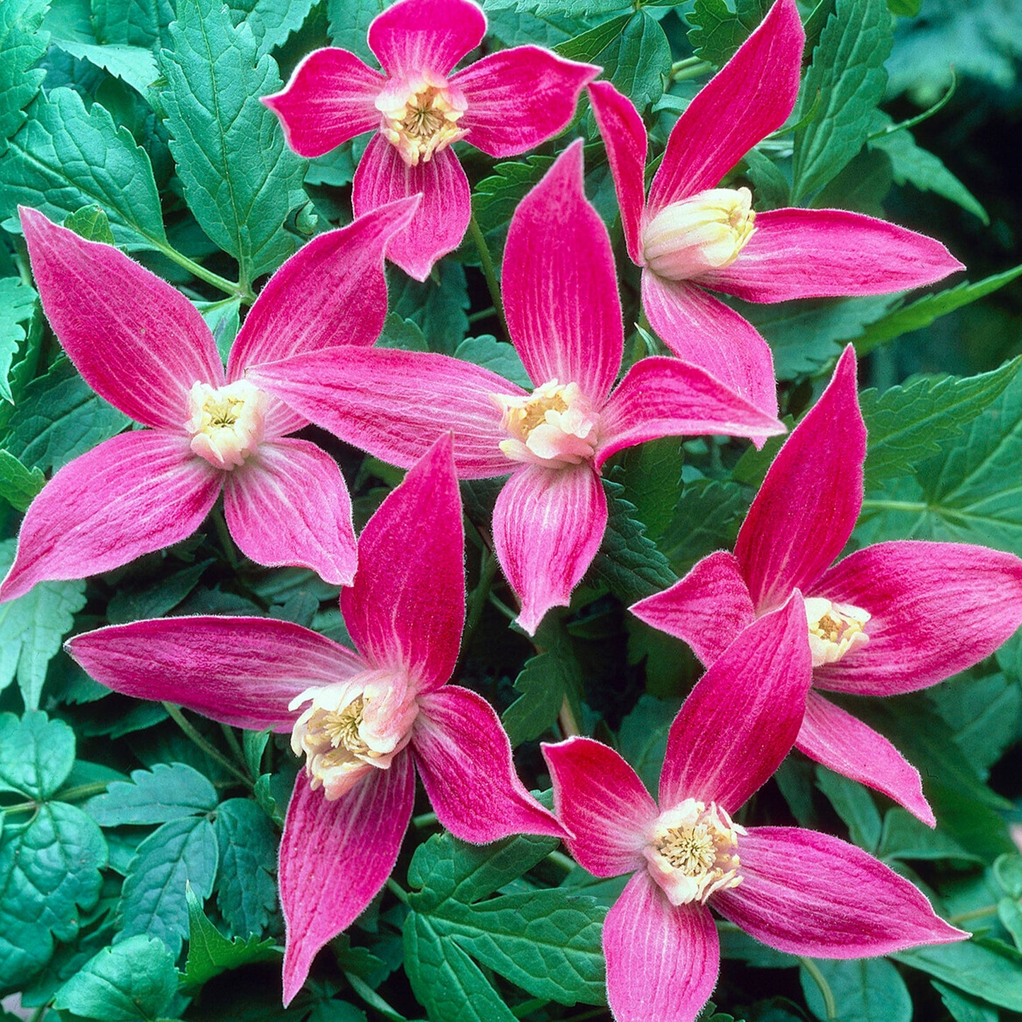 Clematis Ruby