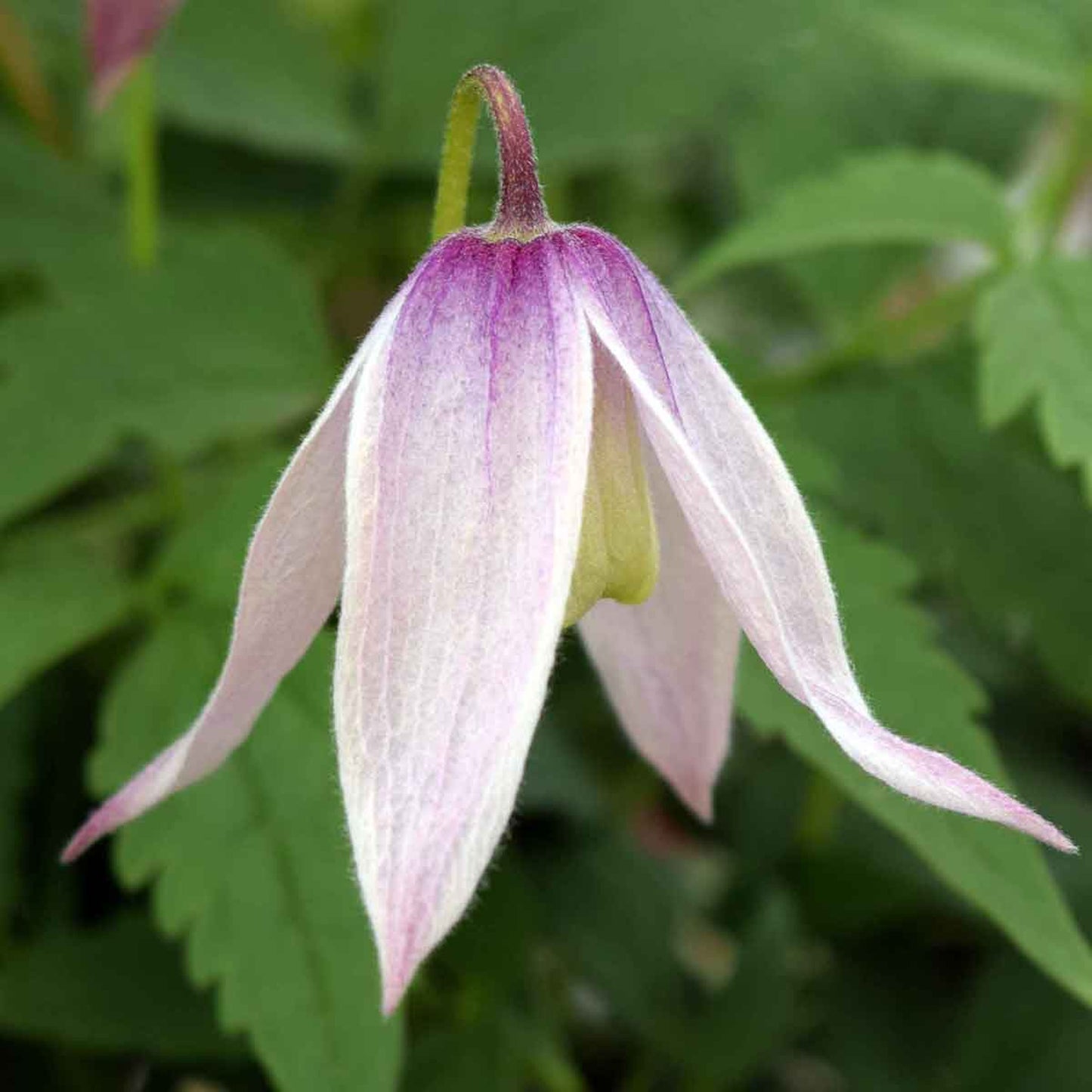 Clematis Willy