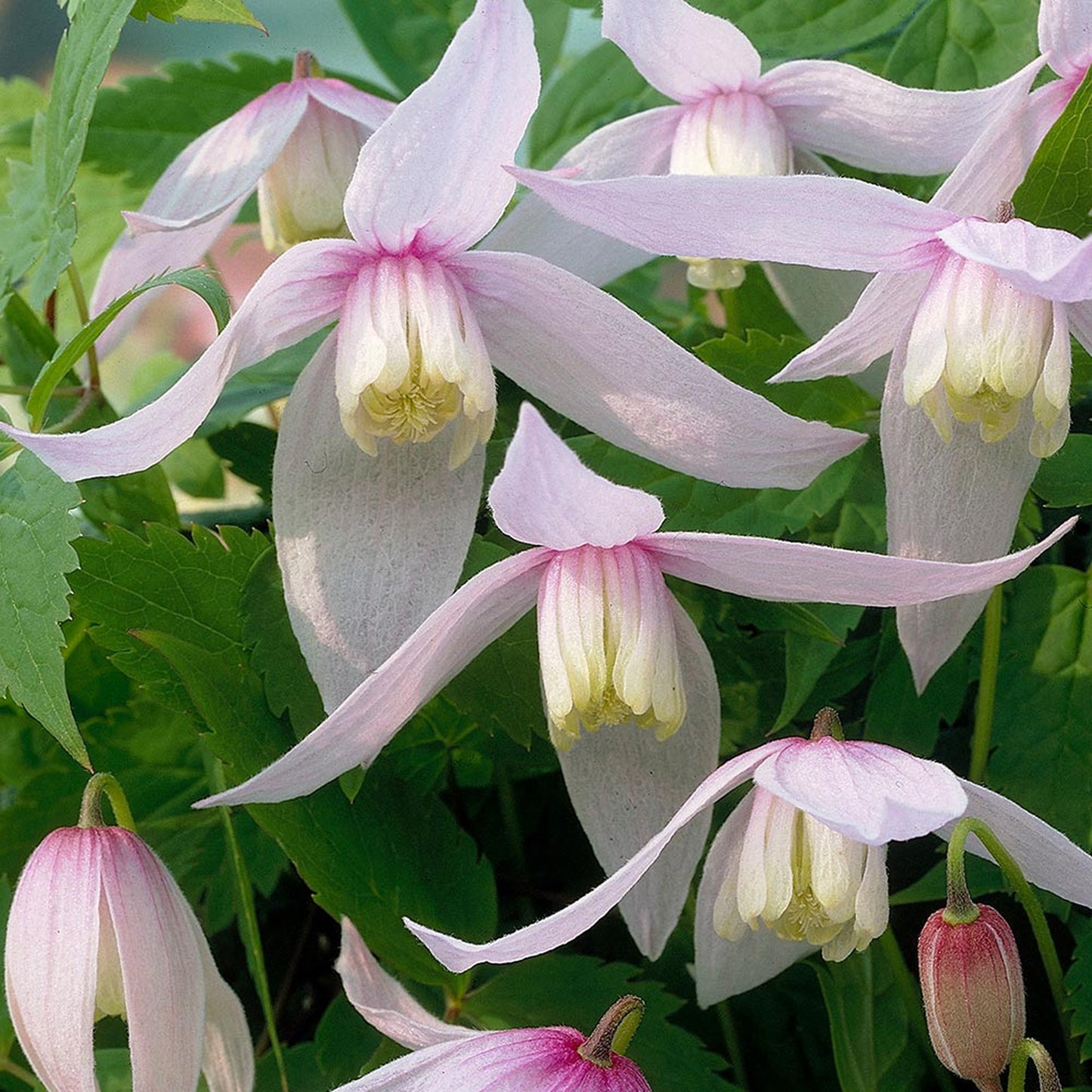 Clematis Willy